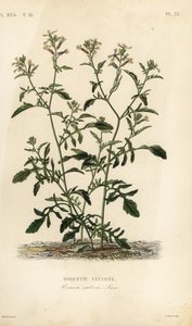 Rucola, Eruca vesicaria, Eruca sativa, Roquette cultivee da Unbekannt
