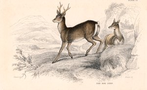 Capriolo Capreolus capreolus, specie eurasiatica di cervo, 1828