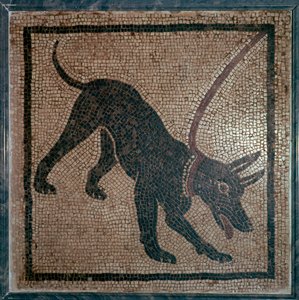 Mosaico romano di un cane, I secolo