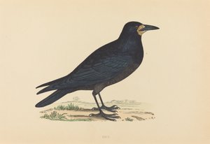 Corvo da Unbekannt