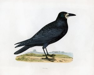 Corvo, XIX secolo