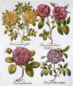 Rose, 1613 da Unbekannt