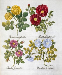 Rose, 1613 da Unbekannt