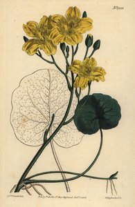 Fagiolo di palude, Menyanthes sarmentosa da Unbekannt