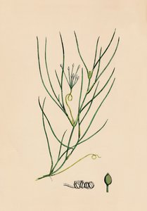 Ruppia spiralis. Maggiore Ruppia, XIX secolo da Unbekannt