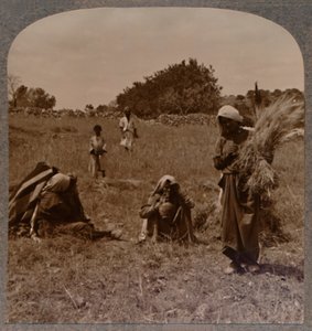 Ruth che spigola nei campi di Boaz