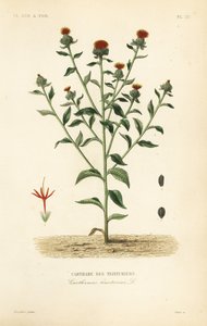 Cartamo, Carthamus tinctorius