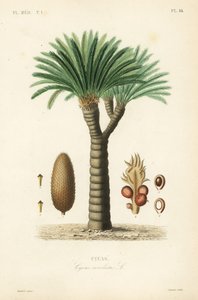 Palma di sago, Cycas revoluta da Unbekannt