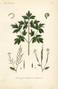 Ortaggi a foglia per insalata, plants pour salads et condiments da Unbekannt