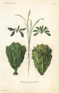 Piante per insalate