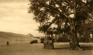 Saqqara - La Piramide a gradoni vista dal sicomoro, c1918-c1939 da Unbekannt