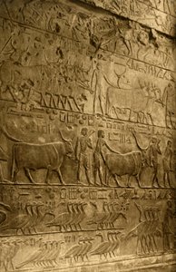 Saqqara - Tomba di Ptahotep - Decorazione murale, c1918-c1939