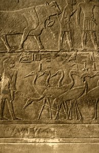Saqqara - Tomba di Ti, pitture murali, c1918-c1939