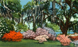 Scena nei giardini di Belle Isle, vicino a Georgetown, S.C.