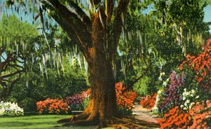 Scena nei Magnolia Gardens, vicino a Charleston, S.C., 1942 da Unbekannt