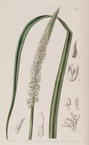 Schoenocaulon officinale da Unbekannt