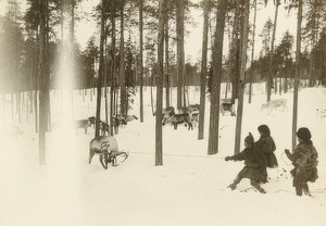 Svezia. Sami che catturano una renna