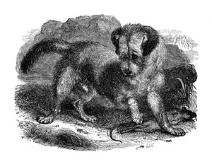 Terrier scozzese, 1848