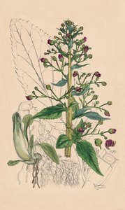 Scrophularia Ehrharti. Betonica d