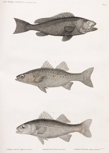 Serran Tauvin; Persica Noct e Persica Sinueuse da Unbekannt