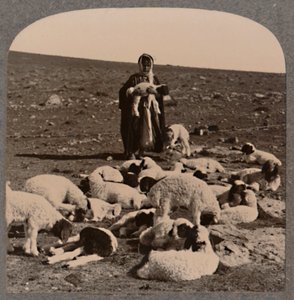 Pastore e gregge, c1900