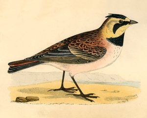 Allodola di riva