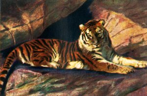 Tigre siberiana, c1928 da Unbekannt