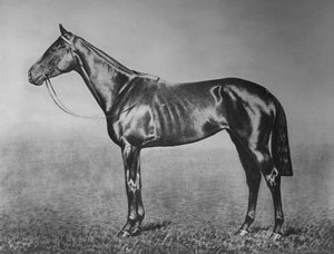 Signorinetta, 1905-1928, 1911 da Unbekannt
