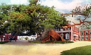 Albero di Cotone di Seta, Nassau, New Providence, Bahamas, c1900 da Unbekannt