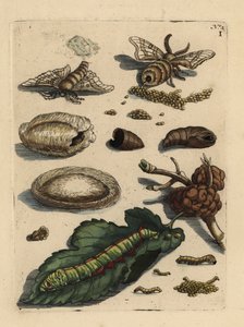 Falena del baco da seta, Bombyx mori, bruco e pupa con foglia di gelso, Morus alba da Unbekannt