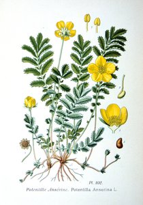 Silverweed, 1893 da Unbekannt