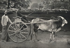 Carro di zebù singalese, 1926 da Unbekannt