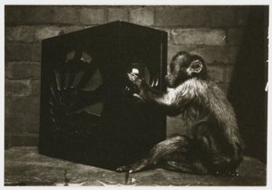 Piccola scimmia che gioca con le manopole di una radio, scattata da un fotografo sconosciuto intorno al 1935