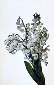 Bucaneve, cartolina floreale francese, c1900 da Unbekannt