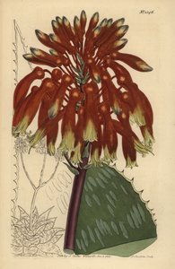 Aloe maculata (Aloe saponaria latifolia) da Unbekannt
