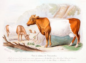 Mucche del Somerset, 1842 da Unbekannt