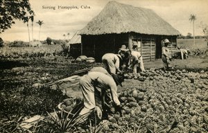 Smistamento degli ananas, Cuba, fine XIX - inizio XX secolo da Unbekannt