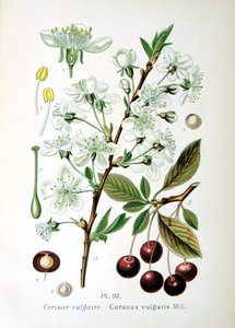 Ciliegia acida da Unbekannt
