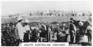 Vigneto del Sud Australia, 1928 da Unbekannt