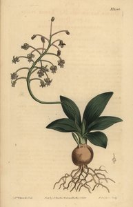 Scilla indiana del sud, Ledebouria revoluta da Unbekannt