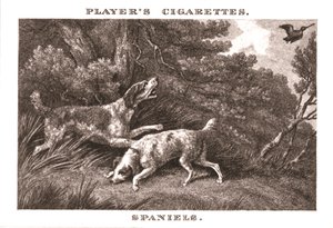 Spaniel, 1924 da Unbekannt