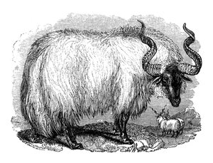 Pecore spagnole, 1848 da Unbekannt