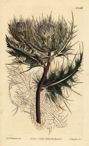 Cardo spinosissimo, Cirsium spinosissimum (Cnicus spinosissimus a testa piumata) da Unbekannt
