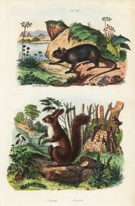 Ratto arboricolo spinoso, Echimys chrysurus, e scoiattolo rosso eurasiatico, Sciurus vulgaris da Unbekannt