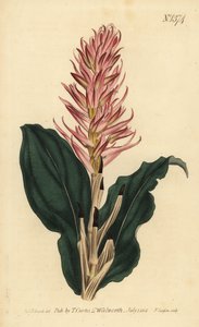 Stenorrhynchos speciosum da Unbekannt