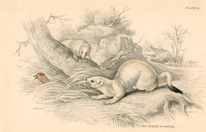 Ermellino Mustela erminea, membro della famiglia delle donnole, 1828 da Unbekannt