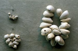 Fili di conchiglie di cauri