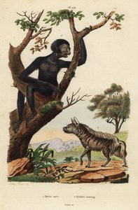 Iena striata, Hyaena hyaena 1, e siamango, Symphalangus syndactylus, in pericolo 2 da Unbekannt