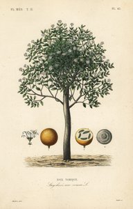 Albero della stricnina, noce vomica da Unbekannt