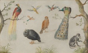 Studio di uccelli e scimmia